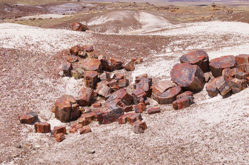 Petrified Forest