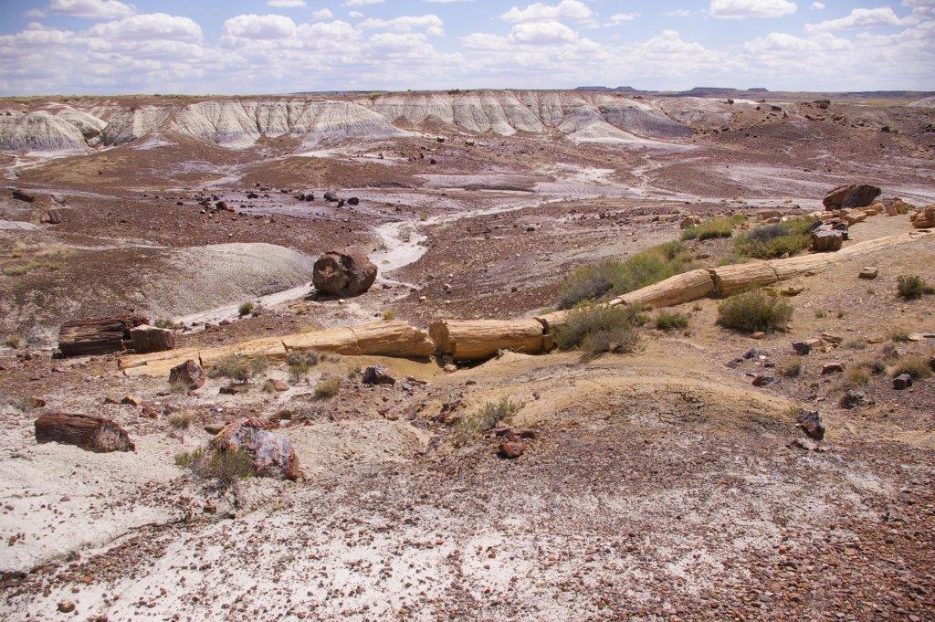 Petrified Forest